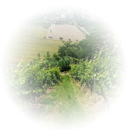Vigna Alessandria