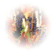 vigna autunno